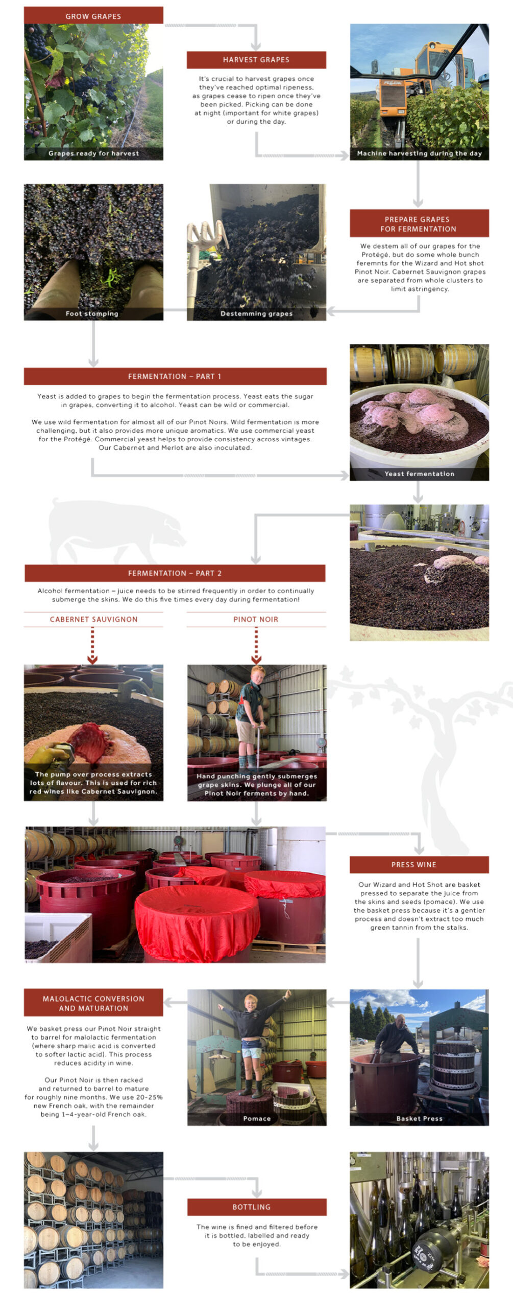 How red wine is made infographic