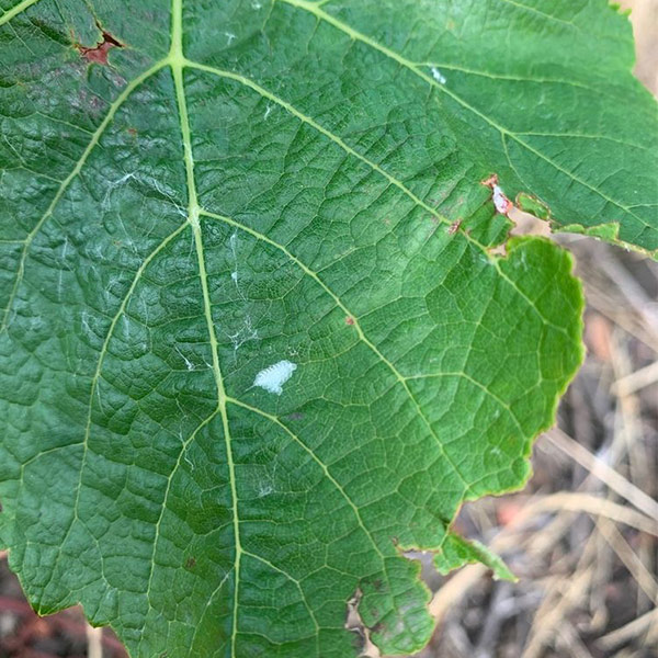 light-brown-apple-moth-egg-mass